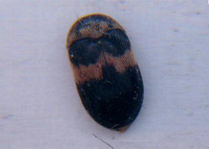 Carpet Beetle