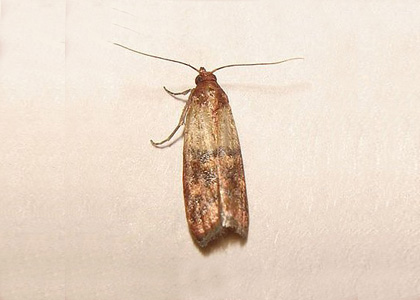 Indian Meal Moth