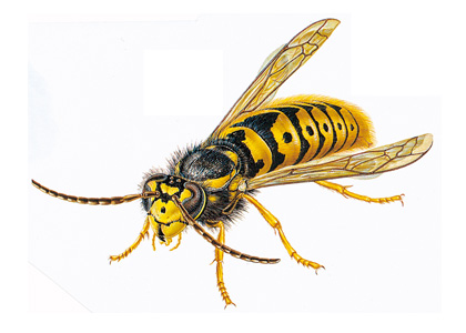 Yellowjacket