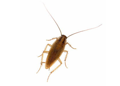 Asian Cockroach