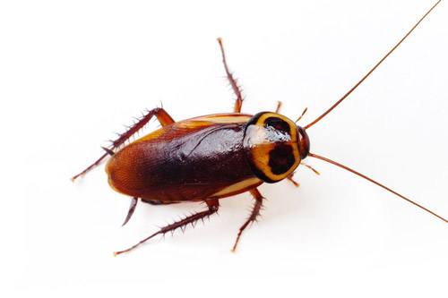 Cockroach