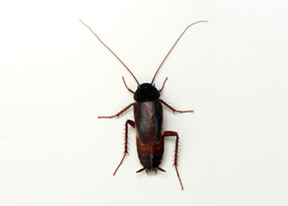 Oriental Cockroach