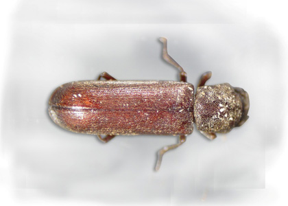 Powderpost Beetle