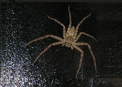 Wolf Spider