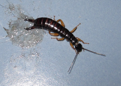 Earwig