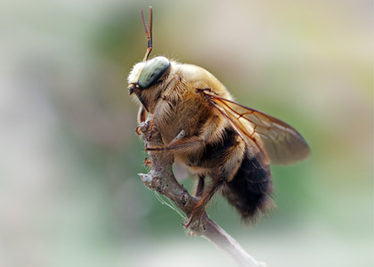 Carpenter Bee