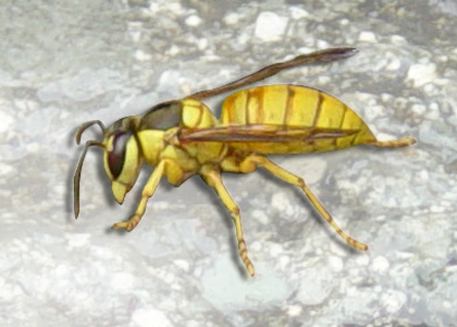 Paper Wasp