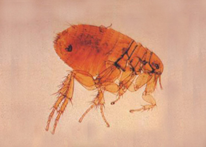 Cat Flea