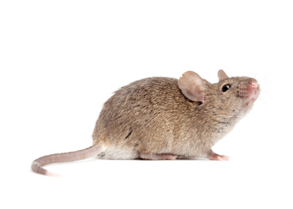 House Mouse