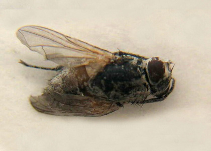 House Fly