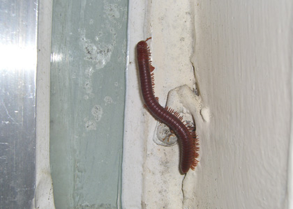 Millipede