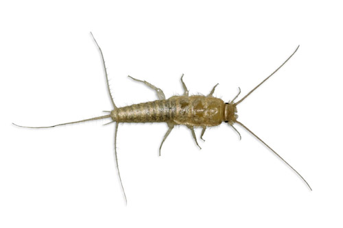 Silverfish