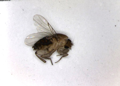 Phorid Fly