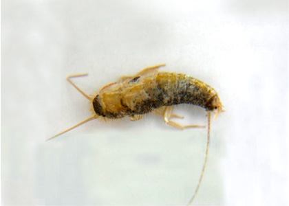 Silverfish