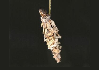 Plaster Bagworm