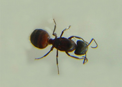 Carpenter Ant