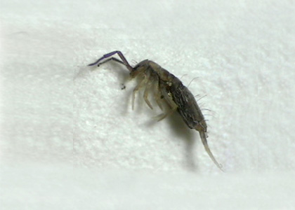 Springtail