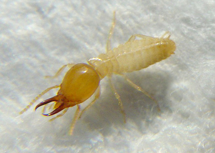 Subterranean Termite