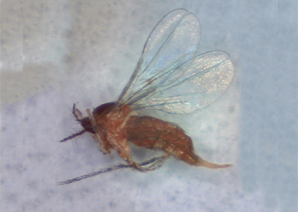 Fungus Gnat