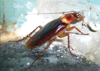 American Cockroach